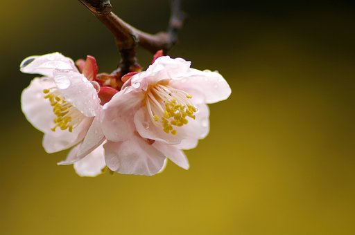 春心