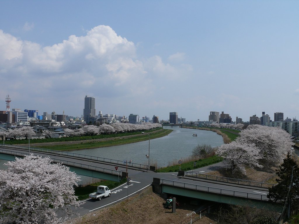 桜並木・・・