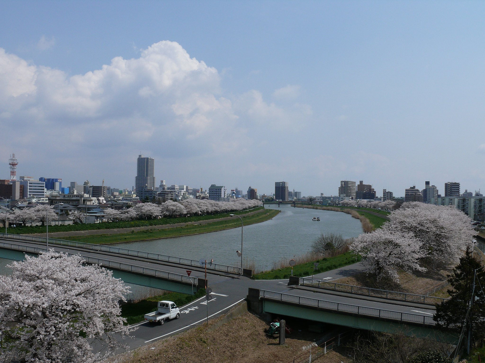 桜並木・・・