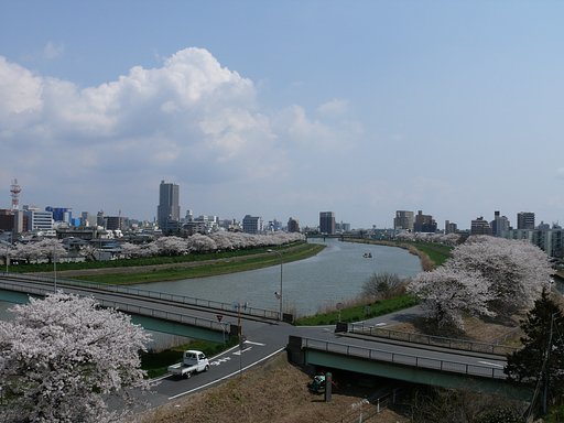 桜並木・・・