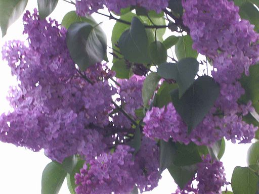 リラの花が舞う♪