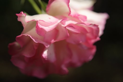 花撮りでのピンについて