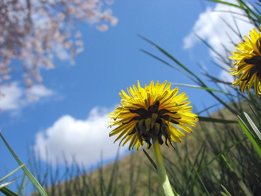 黄色の春花