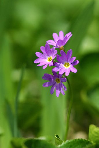 白山小桜