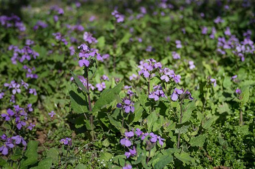 紫のお花畑