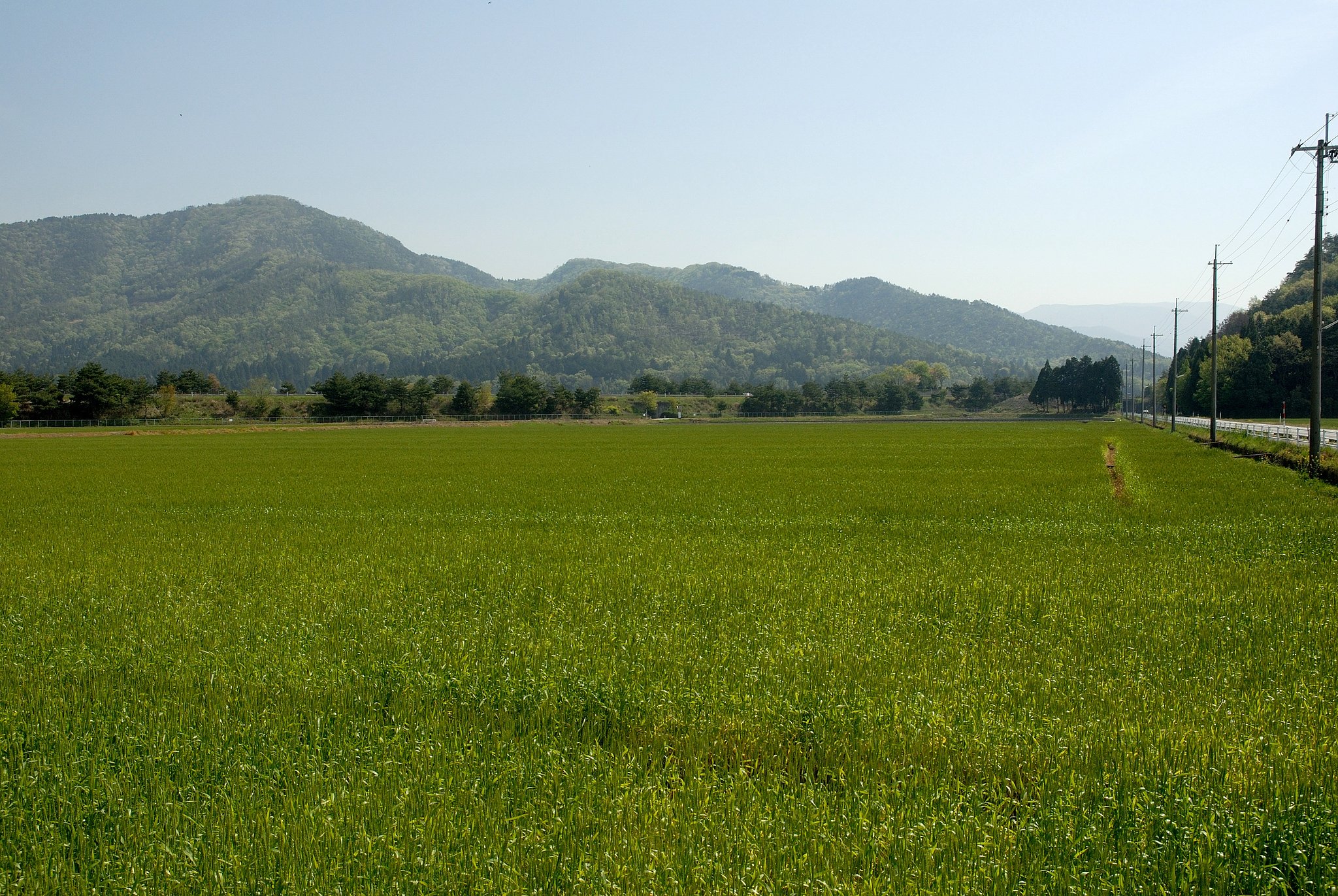 麦畑のある風景