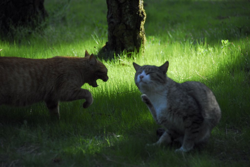 野良猫