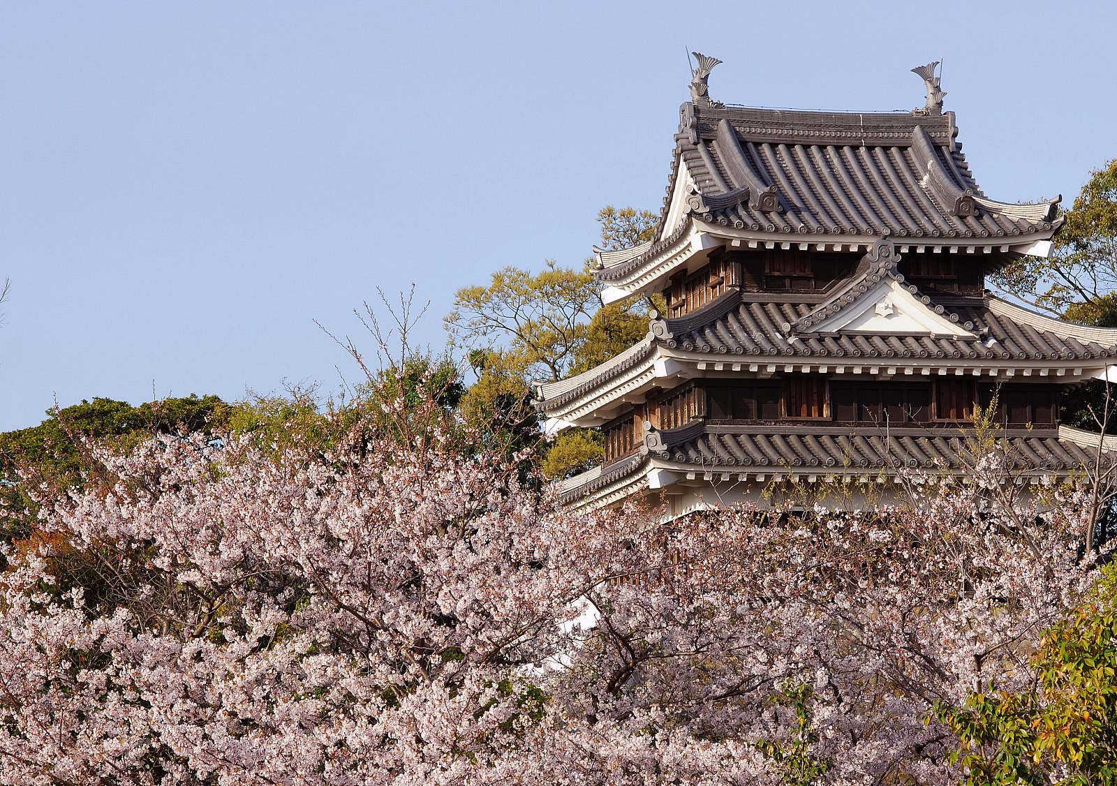 城址公園の桜
