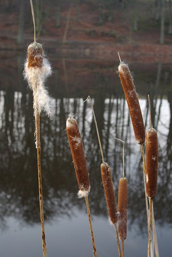 Sweet flag (calamus)