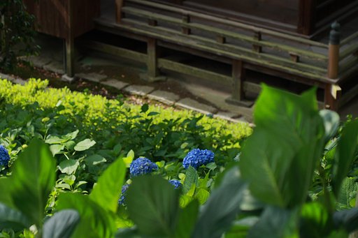 あじさい寺