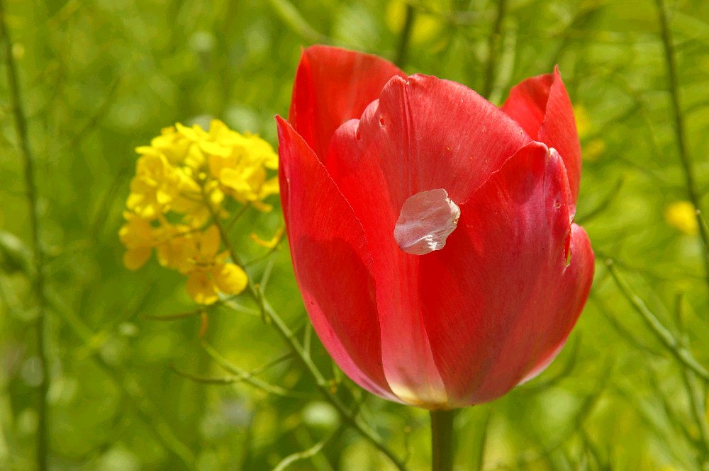 花びら、もらった！
