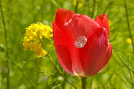 花びら、もらった！