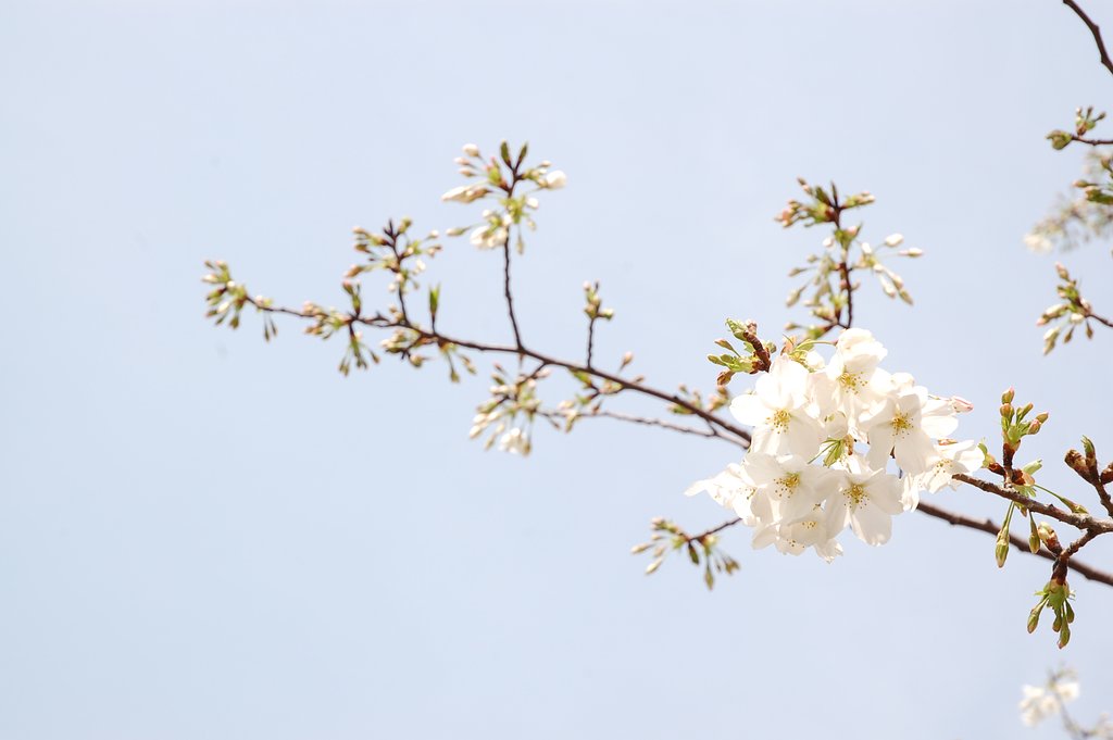 うちの桜