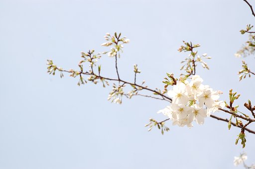 うちの桜