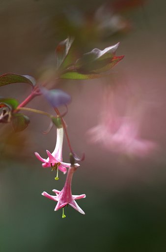 鶯と一緒に咲いたヨ