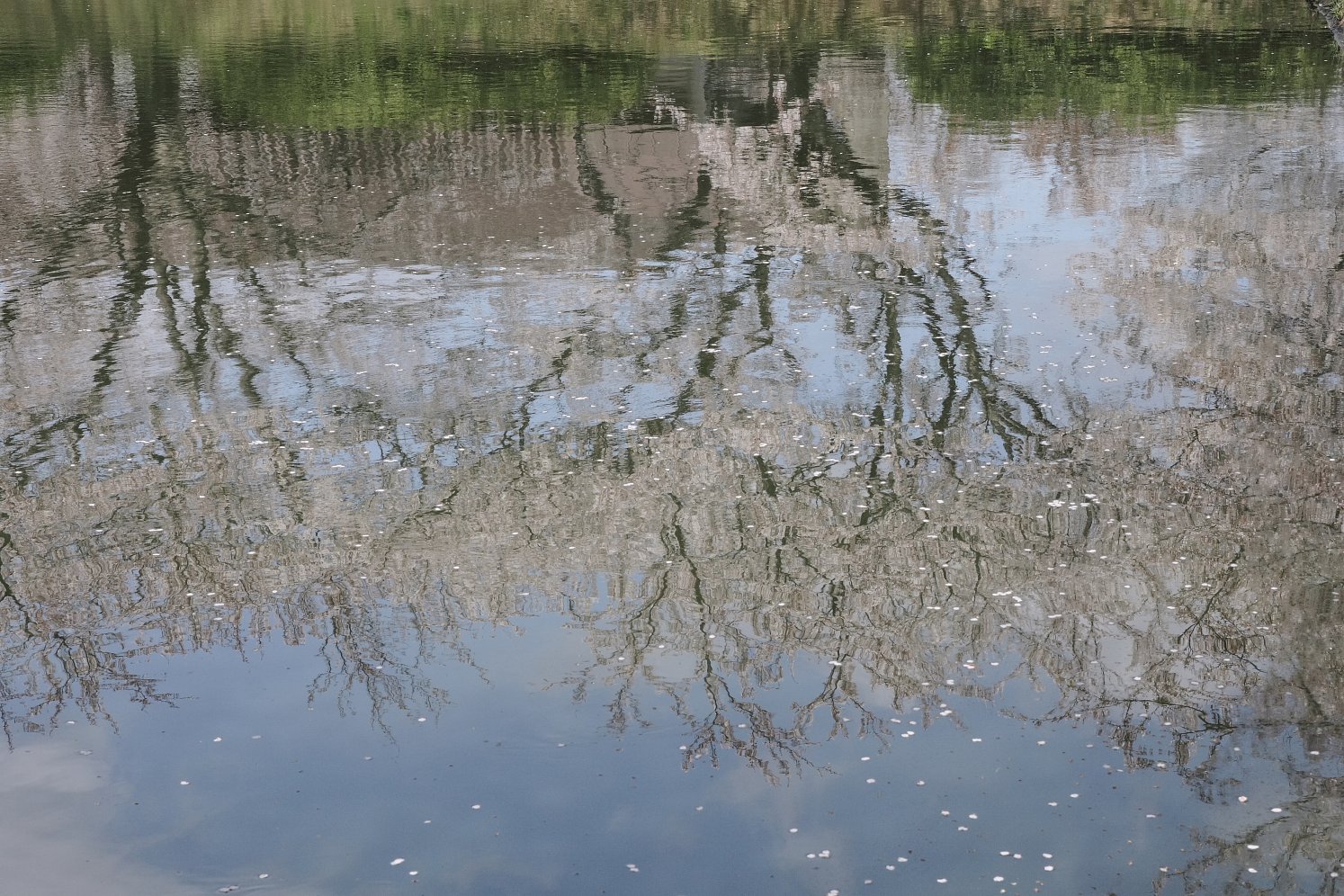 さくら池