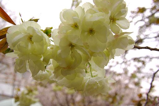 緑の桜