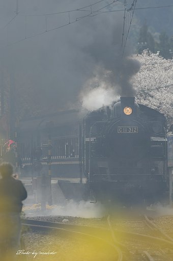 桜が煙で・・・