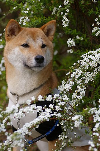 疾風のポートレート