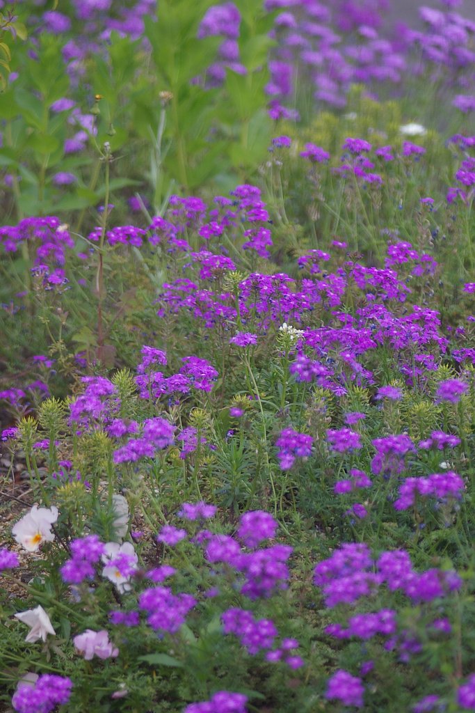 府庁の花壇