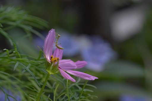 コスモスが咲いた