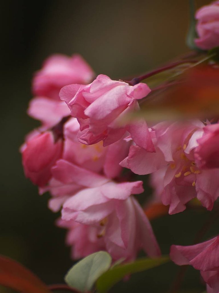 何の花なのでしょう？^^;