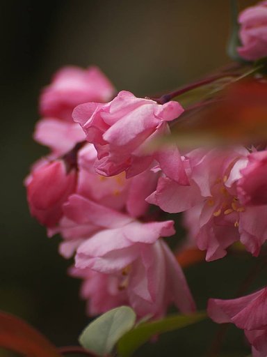 何の花なのでしょう？^^;