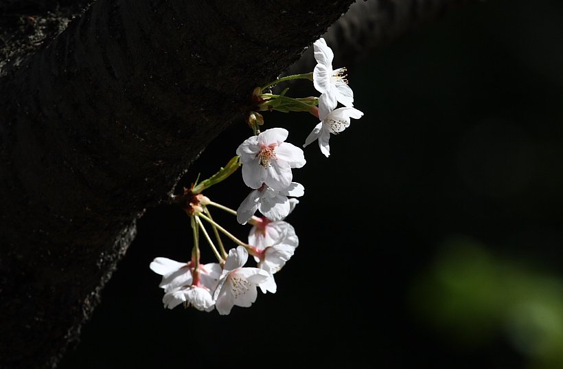 まだ桜が・・・