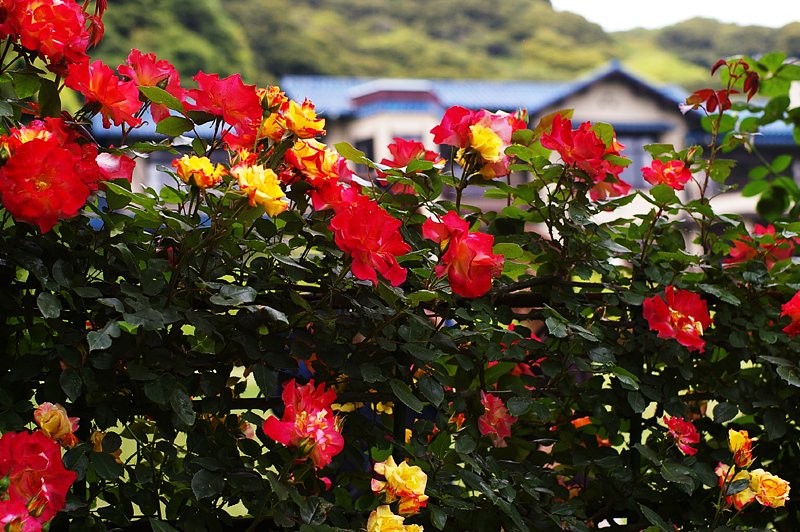 薔薇