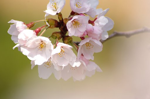 春花の記憶