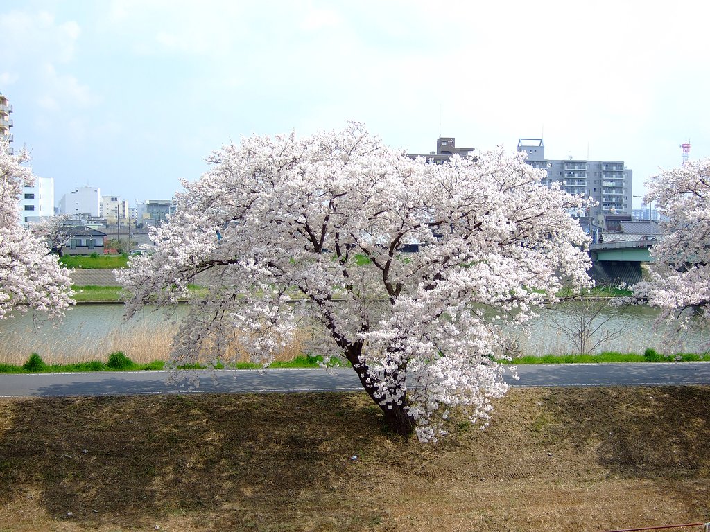 満開・・・
