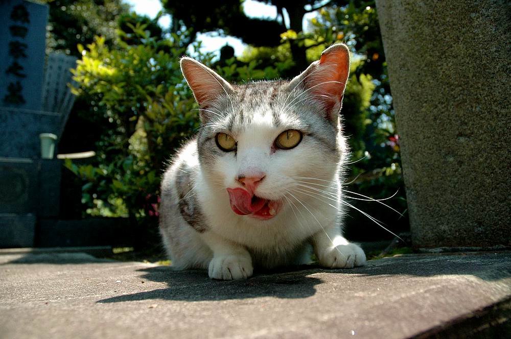 舌がリアルです。