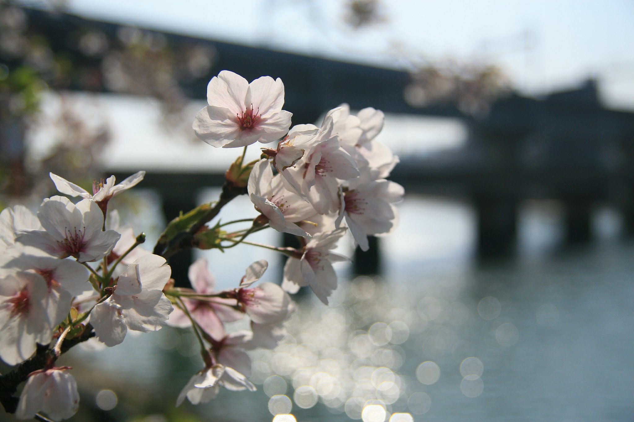 名残の桜（その３）