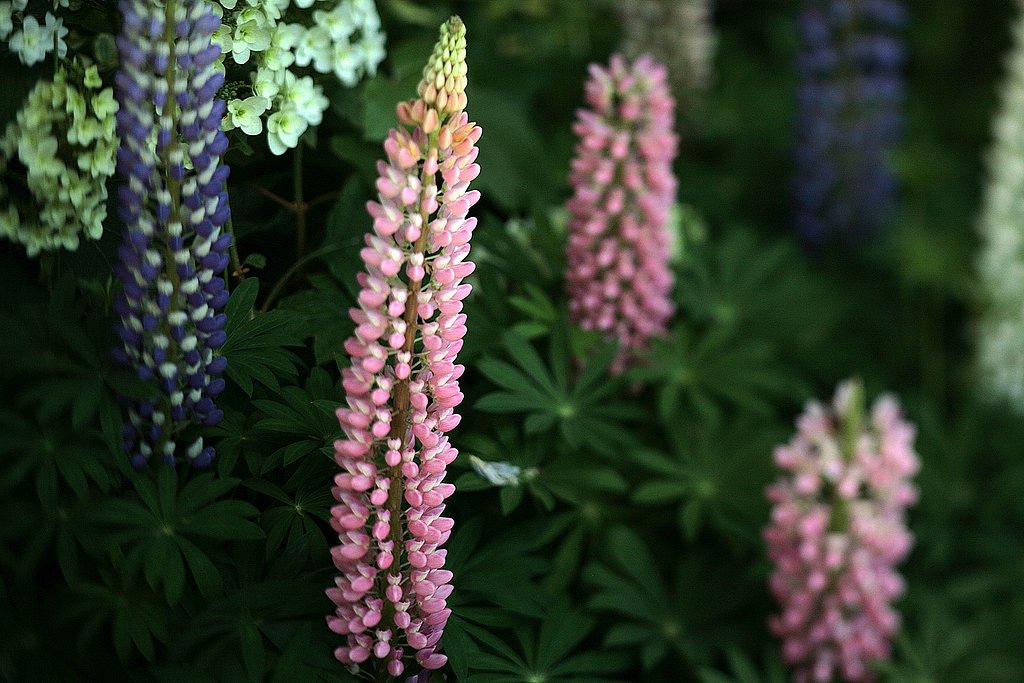 とうもろこしの花