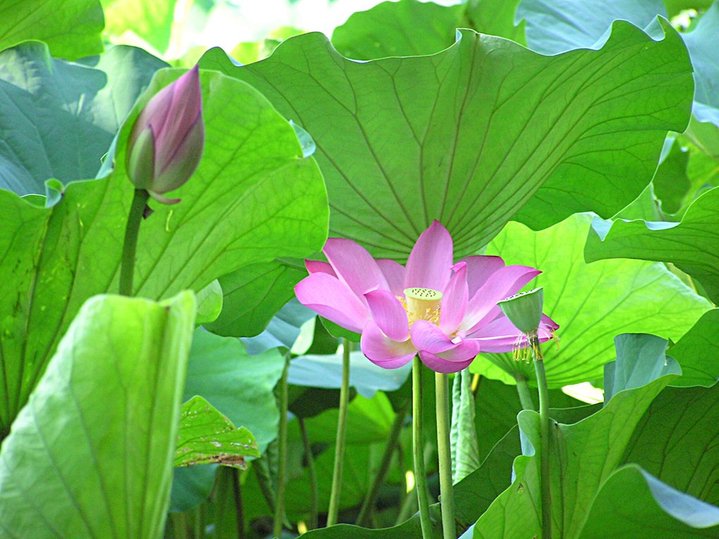 蓮の花