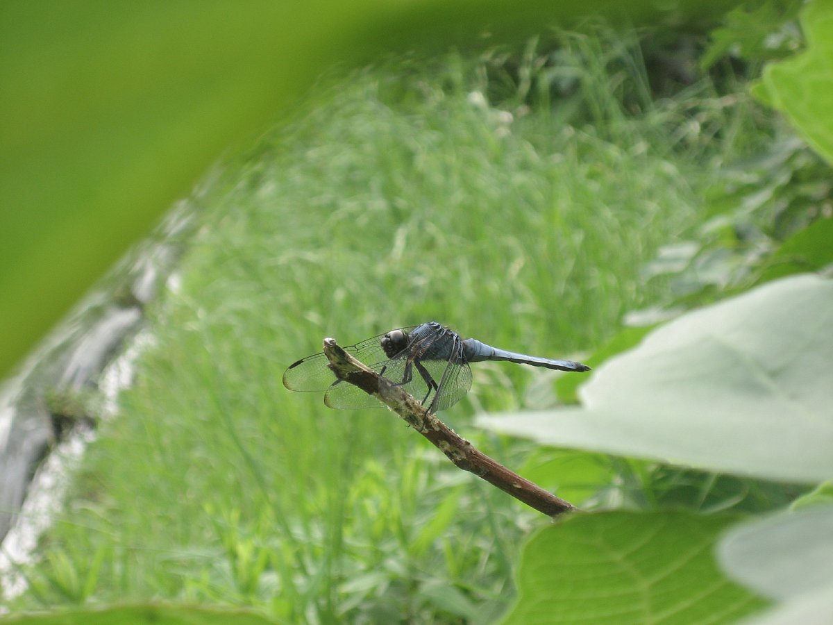 【虫】シオヤトンボ