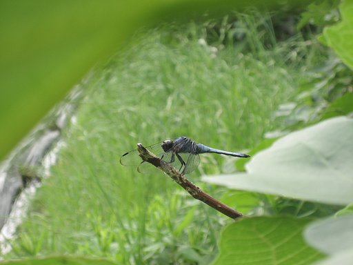 【虫】シオヤトンボ