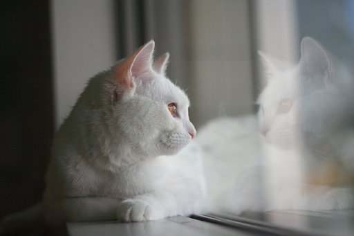にらめっこ