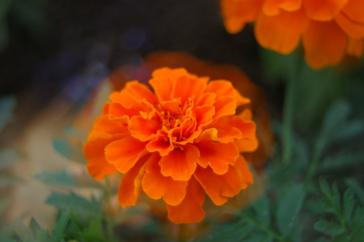 幻想的な花