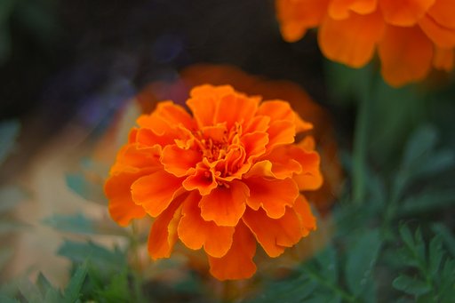 幻想的な花