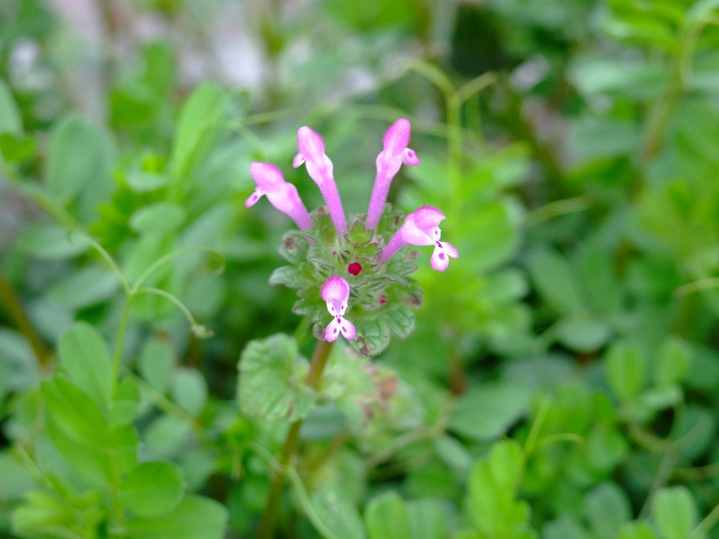 野の花