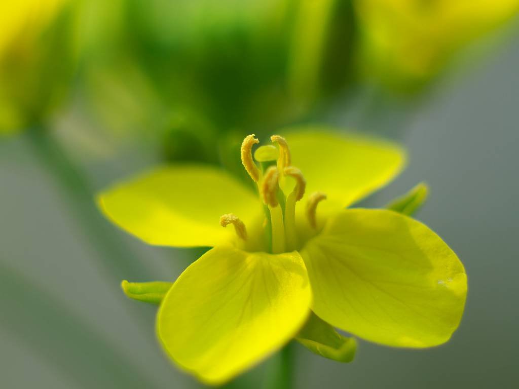 菜の花