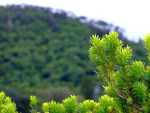 大山伽羅木