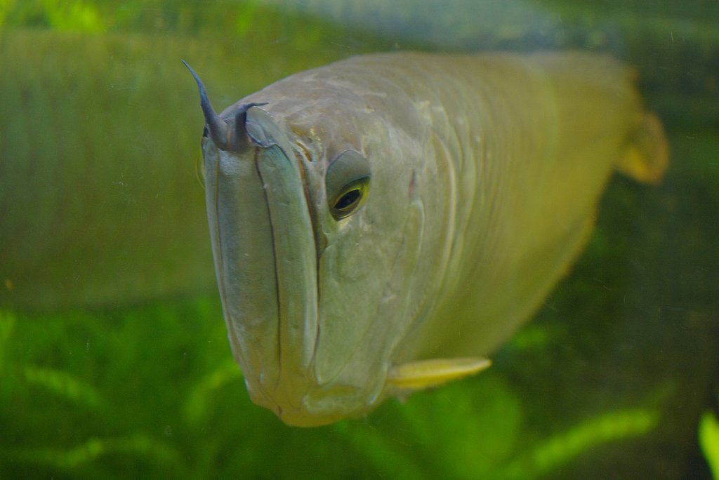 Fish