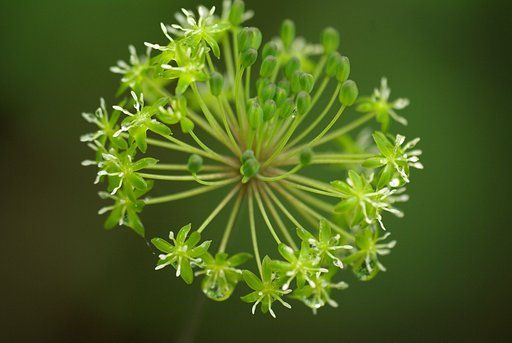 森の線香花火
