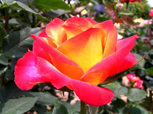 薔薇一輪