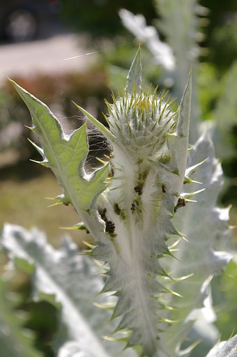 Mountain oset
