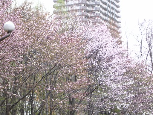 こちらわっ・・