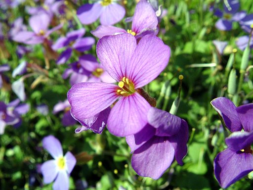 庭先の花