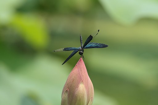 チョウトンボ倒立